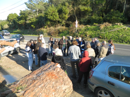LIVRE Sintra alerta para abate de árvores no Parque Natural Sintra-Cascais